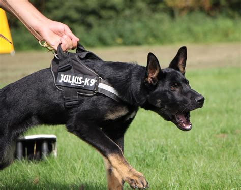 Family Protection Dog | Guard Dogs Training in Derbyshire | Guard dog training, Family ...