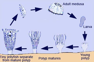 Life cycle of a jellyfish | Life cycles, Science experiments kids, Cnidaria