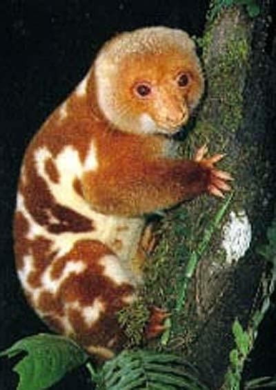 Cuscus - Alchetron, The Free Social Encyclopedia