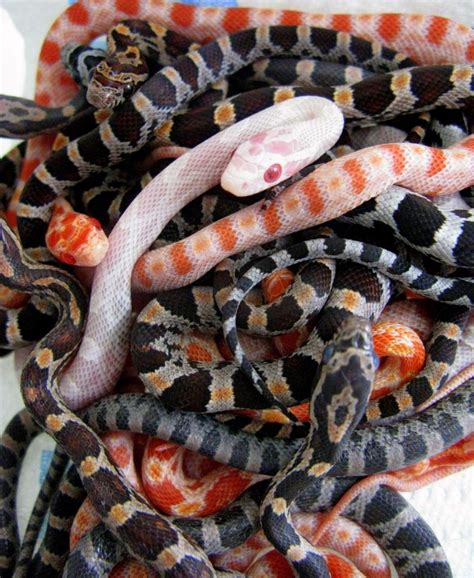 1000+ images about corn snakes on Pinterest | Plush, Lavender and Daily exercise