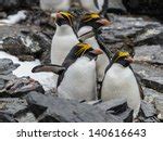 3 Penguin Species Free Photos and Images | picjumbo