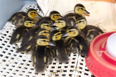 13 Mallard Ducklings Mothered back to Health! - Wildlife Rescue Association of BC