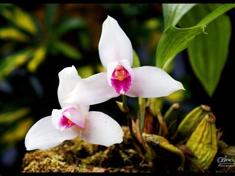 Monja Blanca, Guatemala's National flower | Flowers, Orchid flower, Orchids