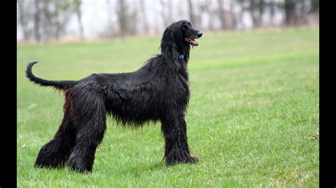 Afghan Hound - Breed Temperament, Lifespan, Shedding, Puppy