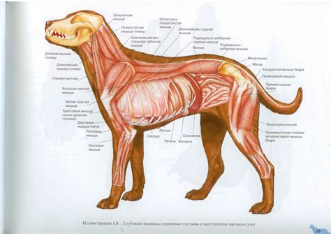 Строение Органов Собаки В Картинках – Telegraph