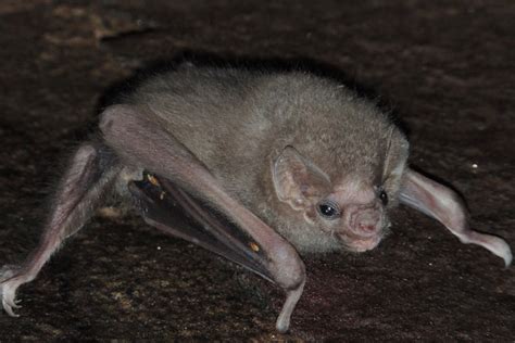 Bird-loving vampire bats develop taste for human blood | New Scientist