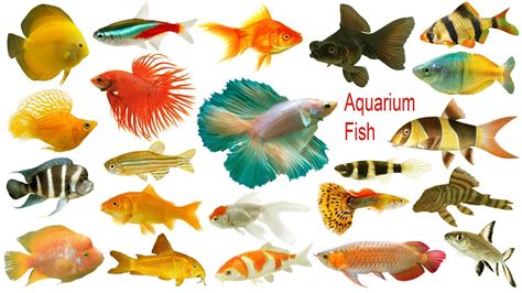 Types Of Aquarium Fish With Names