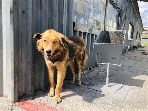 Dogs of Chernobyl: 33 years after nuclear disaster, puppies in exclusion zone still exhibit ...