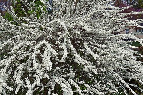 Of The Best Types Of Spirea Shrubs For Your Garden, 58% OFF