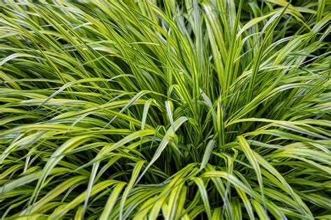 How to Grow and Care for Japanese Forest Grass