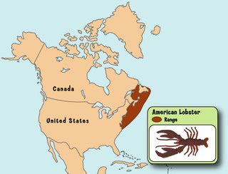 American Lobster- Homarus americanus - Nervous System