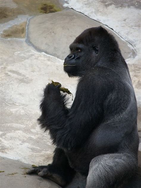 gorilla eating poop | Flickr - Photo Sharing!