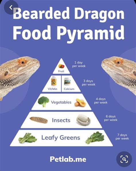 Bearded Dragon Food Pyramid