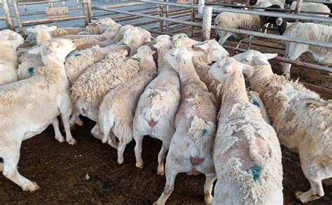 Grave concern about sheep scab outbreak in the Northern Cape