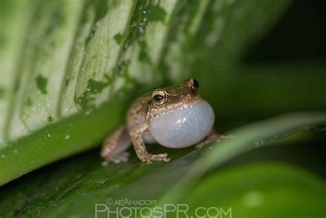 A singing coquí frog, Puerto Rico | PhotosPR.com