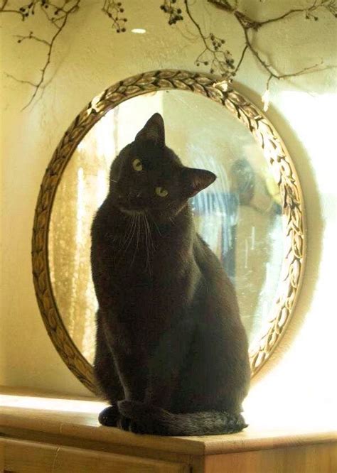 Cat and mirror | Katzen, Schwarze katze, Katzen kunst