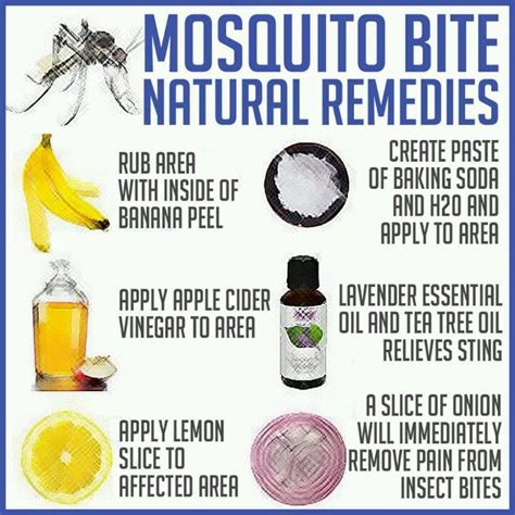 Pin by Kristi Flower on Creatures | Natural mosquito bite remedy ...