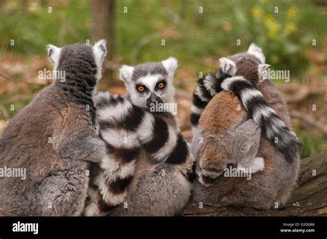 Animal in a Zoo in the United States Stock Photo - Alamy