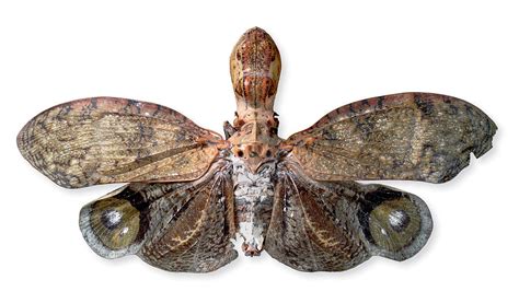 Peanut Head Bug Photograph by Natural History Museum, London