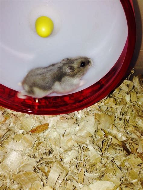 One of our new winter white hamsters. | Смешные хомячки, Хомячки