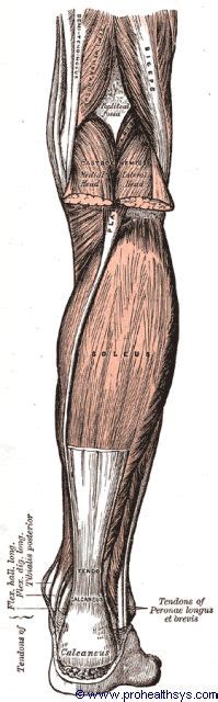 Posterior Crural Muscles - Prohealthsys