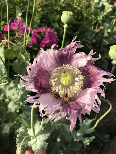 Poppy Seed Collection, 3 Varieties of Poppies, Breadbox Poppy Seed Mix ...