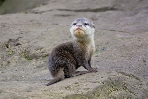 Four Otter Pups Come Out of the Den at Woburn Safari Park - ZooBorns