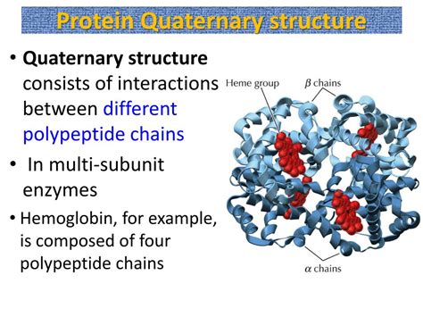 PPT - Biological Molecules Nucleic acids and Proteins PowerPoint ...