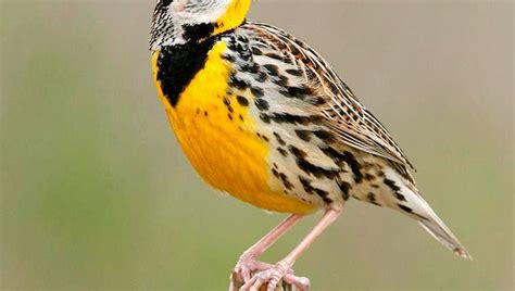 Not to be overlooked: Eastern meadowlark will brighten a winter day