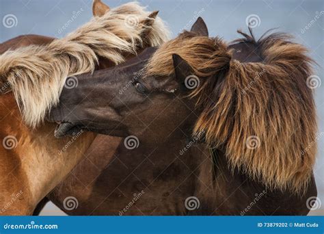 Two Wild Stallions Fighting Stock Photo - Image of shackleford, island: 73879202