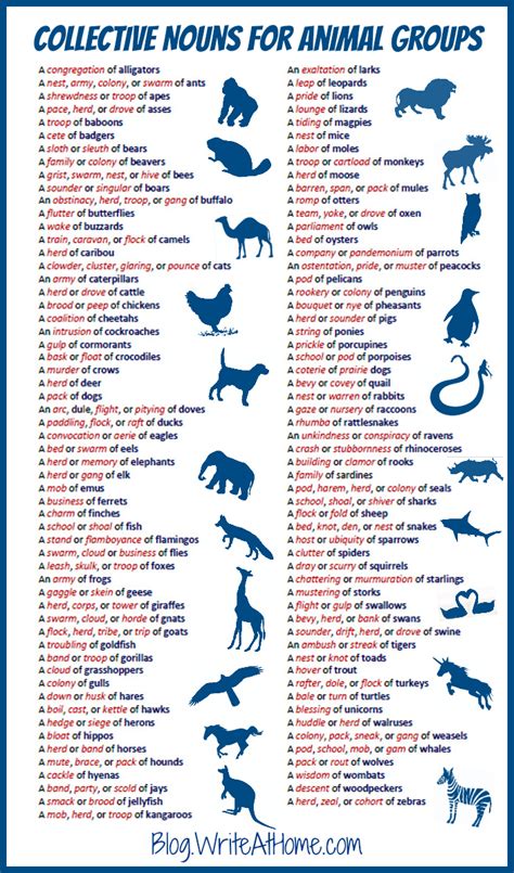 Collective nouns for animal groups : coolguides