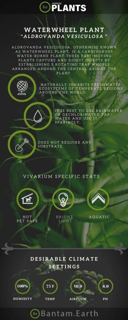 Aldrovanda Vesiculosa "Waterwheel Plant" Plant Care Guide