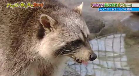 The Popular Raccoon Cotton Candy Video That Got Everyone Laughing And ...