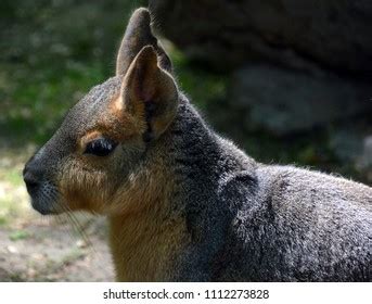 Patagonian Mara Relatively Large Rodent Mara Stock Photo 1112273828 | Shutterstock