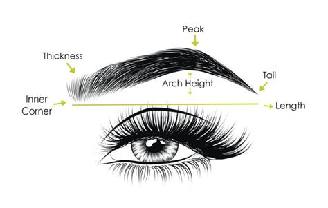 Anatomy of eyebrow – Artofit