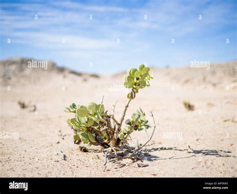 Single desert adapted plant growing in Namib desert at Namib-Naukluft ...