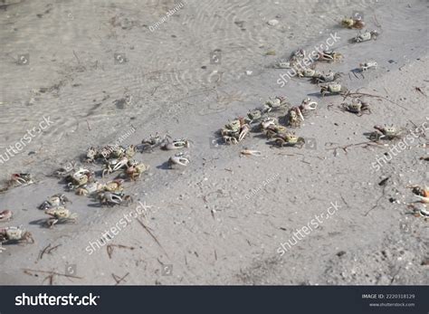 Fiddler Crabs Most Common Crab Salt Stock Photo 2220318129 | Shutterstock