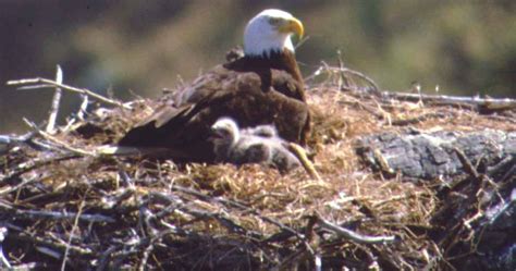 Friends of the Island Fox: Bald Eagles and Island Foxes