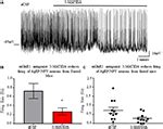 Frontiers | AgRP/NPY Neuron Excitability Is Modulated by Metabotropic Glutamate Receptor 1 ...