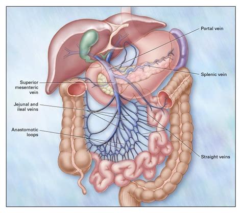 Mesentery Anatomy - Anatomical Charts & Posters