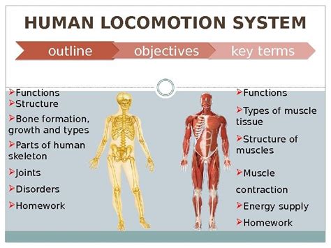 HUMAN LOCOMOTION SYSTEM outline objectives key terms SKELETAL