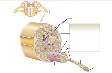 Spinal Nerve Tissue Diagram | Quizlet