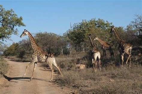 Giraffes in Africa stock photo. Image of safari, animal - 10687086