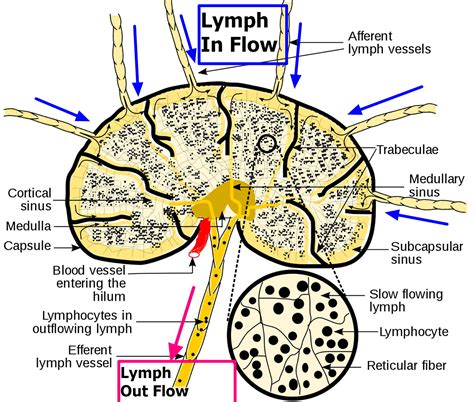 Lymph Nodes - Causes of Swollen Lymph Nodes in Neck, Groin, Armpit