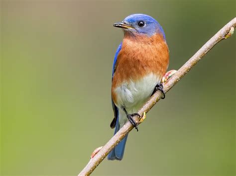 Eastern Bluebird - NestWatch