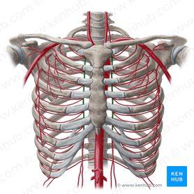 Internal thoracic artery: Anatomy, branches, supply | Kenhub