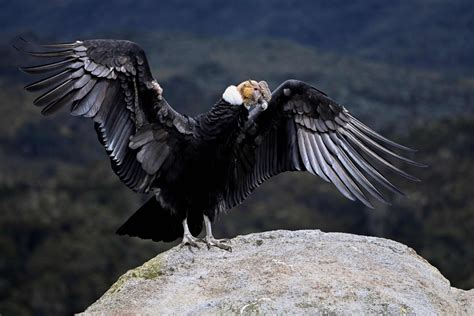 Menacé d'extinction | Colombie : recensement inédit du condor des Andes ...