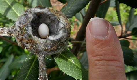 Nest and egg size comparisions @ Poppiness | Bee hummingbird, Small ...