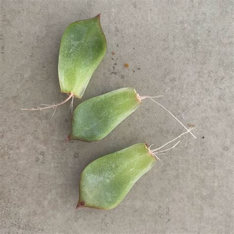 Succulent Propagation (with pictures) - Teak And Terracotta