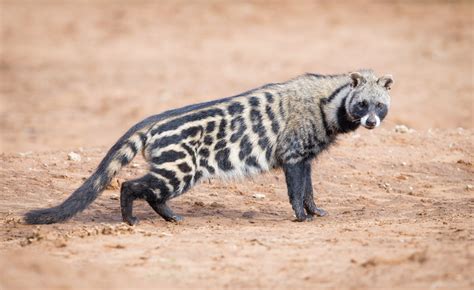 African Civet Animal | Facts Information & Latest Pictures | All ...